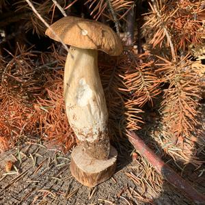 Summer Bolete