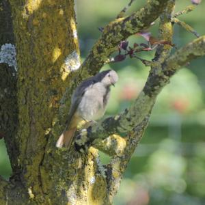 Black Redstart