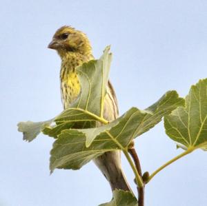 European Serin