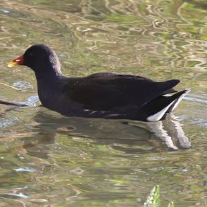 Common Moorhen