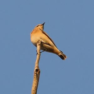 Northern Wheatear