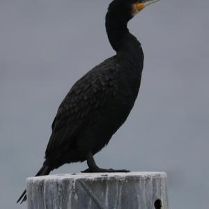 Great Cormorant