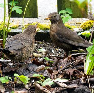 Eurasian Blackbird