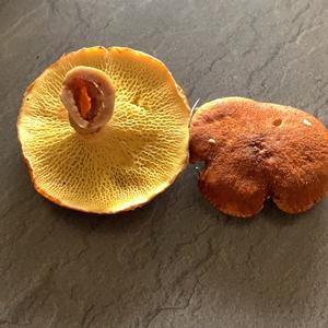 Hollow-stalked Larch Suillus