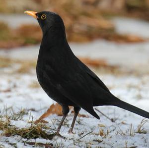 Eurasian Blackbird