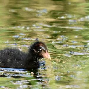 Common Moorhen