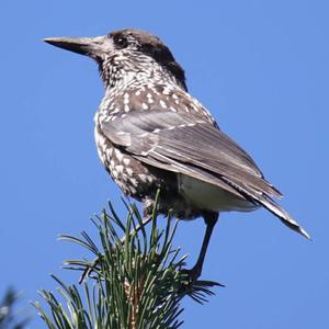 Spotted Nutcracker