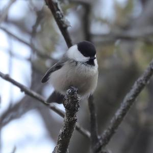 Willow Tit