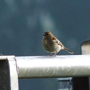 Eurasian Chaffinch