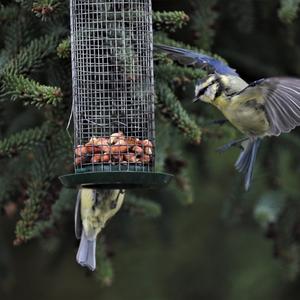 Blue Tit