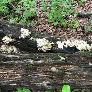 Chicken Mushroom