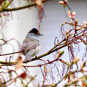 Blackcap