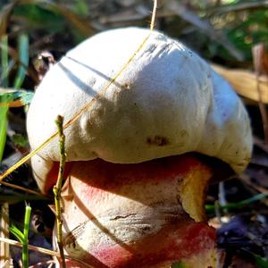 Scarlet-stemmed Bolete