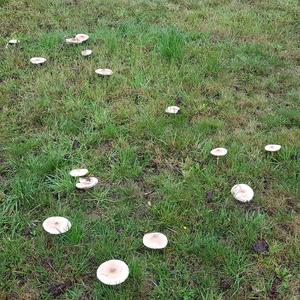 Parasol Mushroom