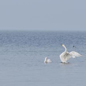 Whooper Swan