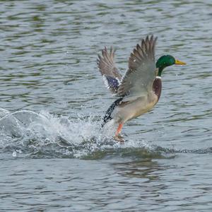 Mallard