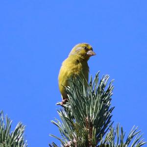 European Greenfinch