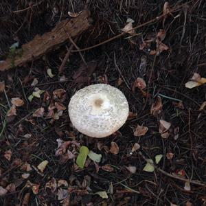 Red-staining Mushroom