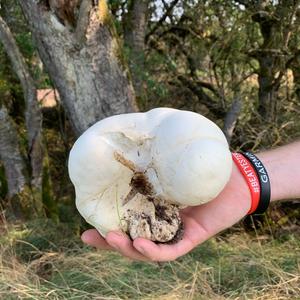 Giant Puffball