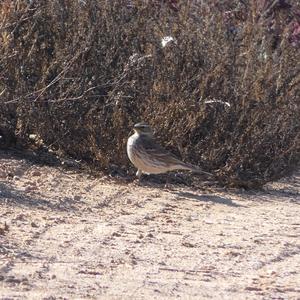 Water Pipit