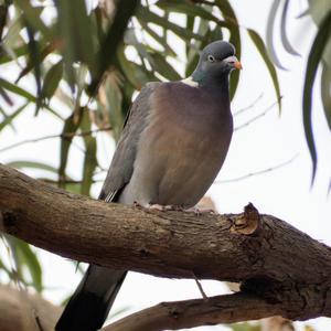 Common Wood-pigeon