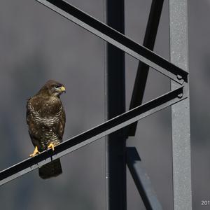 Mäusebussard