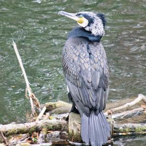 Great Cormorant