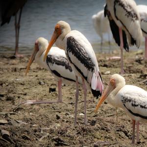 Painted Stork