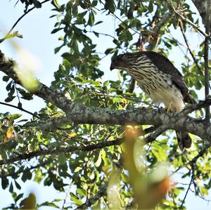 Cooper's Hawk