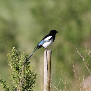 Black-billed Magpie