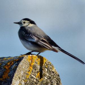 Willow Tit