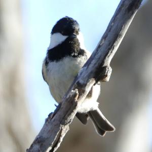 Coal Tit