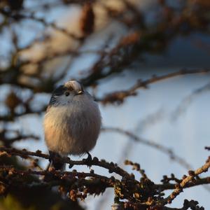 Long-tailed Tit