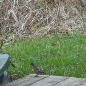 Eurasian Chaffinch