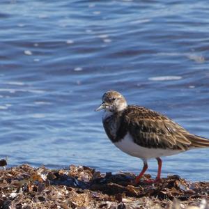 Ruddy Turnstone