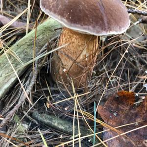 Bitter Bolete