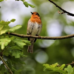 European Robin