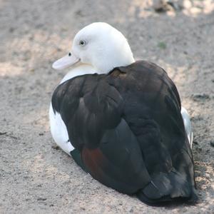 Radjah Shelduck