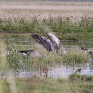 Greylag Goose