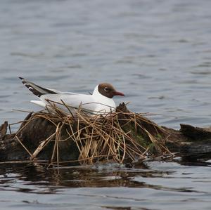 Black-headed Gull