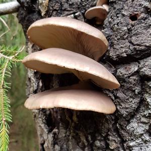 Oyster Mushroom