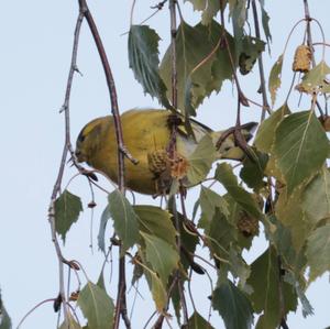 Eurasian Siskin