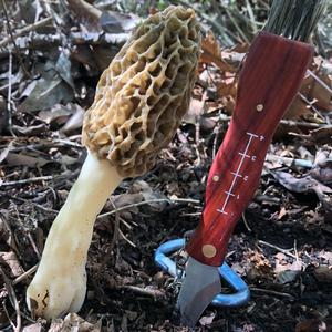 Yellow Morel