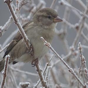 House Sparrow