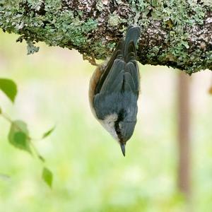 Wood Nuthatch