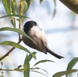 Marsh Tit