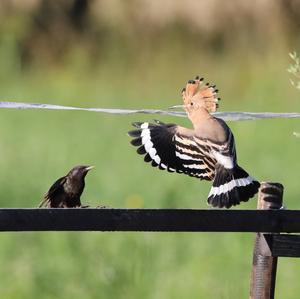 Eurasian Hoopoe