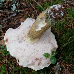 Bitter Bolete