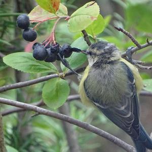 Blue Tit