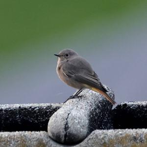 Common Redstart